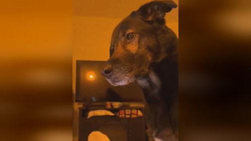 爆料狗狗打架视频大全集,盘点全网热门打架视频合集  第2张